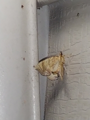 Eulithis diversilineata