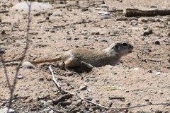 Xerospermophilus tereticaudus