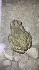 Rhinella icterica