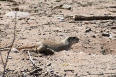 Xerospermophilus tereticaudus