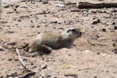 Xerospermophilus tereticaudus