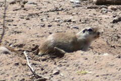 Xerospermophilus tereticaudus
