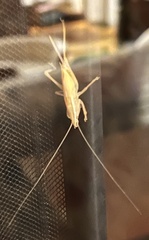 Pyrgocorypha uncinata