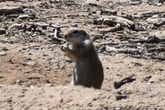 Xerospermophilus tereticaudus