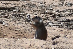 Xerospermophilus tereticaudus