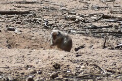 Xerospermophilus tereticaudus