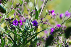 Mirabilis ovata