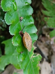Plectotropis mackensii