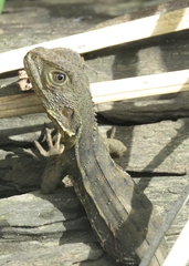 Intellagama lesueurii