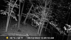 Odocoileus virginianus