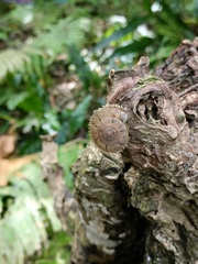 Plectotropis mackensii