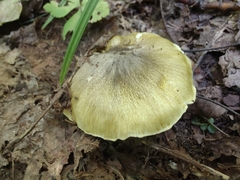 Tricholoma subsejunctum