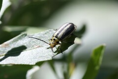 Trirhabda bacharidis