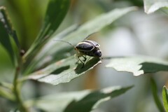 Trirhabda bacharidis