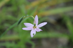 Olsynium scirpoideum