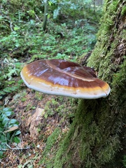 Ganoderma
