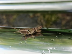 Xenocatantops humilis