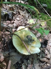 Tricholoma subsejunctum