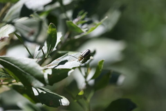 Trirhabda bacharidis