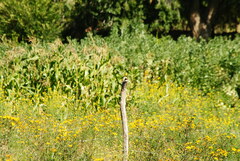 Pseudocolopteryx acutipennis