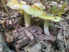 Tricholoma subsejunctum