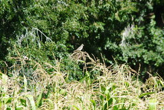 Phytotoma rutila