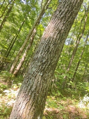 Tricholoma subsejunctum