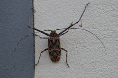 Acrocinus longimanus