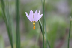 Olsynium scirpoideum