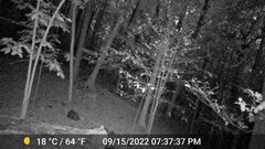 Odocoileus virginianus