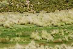 Oressochen melanopterus