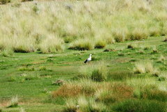 Oressochen melanopterus