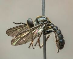 Cerotainia macrocera