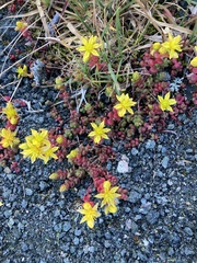 Sedum divergens