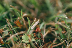 Agriphila vulgivagellus