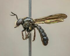 Cerotainia macrocera