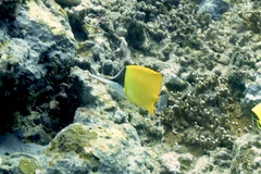 Forcipiger flavissimus