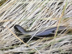 Lissolepis coventryi