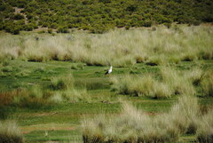 Oressochen melanopterus