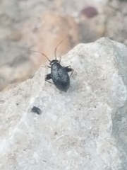 Microtechnites bractatus