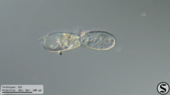 Euglypha