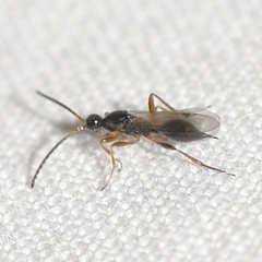 Exallonyx