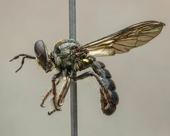 Cerotainia macrocera