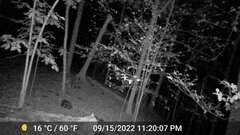 Odocoileus virginianus