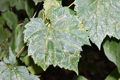 Phyllocnistis vitegenella