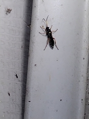 Ichneumon ambulatorius