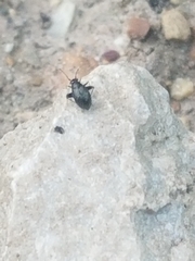 Microtechnites bractatus