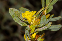 Hibbertia subvaginata