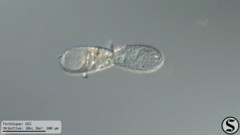 Euglypha