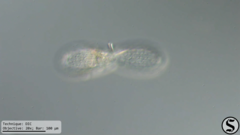 Euglypha